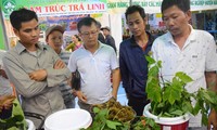 Ouverture de la première foire de gingseng Ngoc Linh de Quang Nam