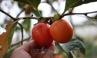 Le kaki, roi des fruits de Dà Lat