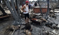 Algérie: au moins 43 morts et près de 200 blessés dans des incendies, selon un nouveau bilan