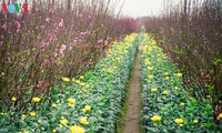 Les fleurs de pêcher de Nhat Tan 