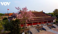 Des Parasols chinois en fleur dans la cité impériale de Huê