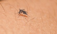 No Zika case reported in Vietnam yet