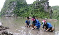 JICA project helps protect Ha Long Bay environment