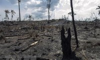 G7 pledges 22 million USD to help fight Amazon fires