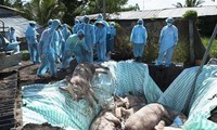 Vietnam, US jointly seek vaccine against African swine fever