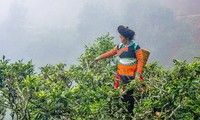 Shan Tuyet tea — a specialty of Ta Xua