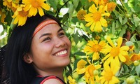 Wild sunflowers shine on Chu Dang Ya extinct volcano