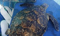 Rare hawksbill sea turtle released back into the wild