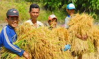 ອາຊີບປູກເຂົ້ານາທາມຂອງຊົນເຜົ່າກີງ