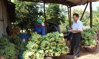 ຮູບແບບປູກກ້ວຍຢູ່ເມືອງອຽນເຈົາ, ແຂວງເຊີນລາ, ຊ່ວຍປະຊາຊົນຫຼຸດພົ້ນອອກຈາກຄວາມທຸກຍາກ