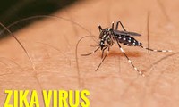 ກ່າວເຕືອນໄວຣັດ Zika ອາດຈະແຜ່ລາມອອກສູ່ອາຊີ -ປາຊີຟີກ