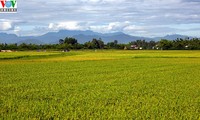 Das große Feldmodell in An Giang