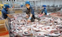 Unlogische Dumpingpreiszölle der USA für Pangasius aus Vietnam