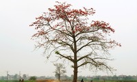 Saison der Blüte des roten Seidenwollbaums