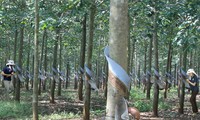 Vietnamesischer Kautschuk-Konzern setzt Projekte in Laos und Kambodscha fort