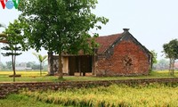 Erntezeit im traditionellen Dorf Duong Lam