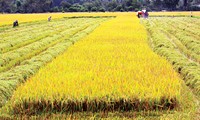 Restrukturierung der Landwirtschaft in Dong Thap