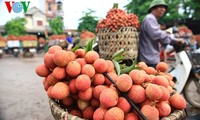 Vietnamesische Litschi in Frankreich gefragt