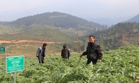 Bauern in Sapa verdienen durch Anpflanzen von Heilkräutern