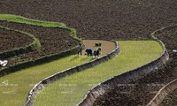 Steigerung der Anzahl der Ernten auf den Terrassenfeldern