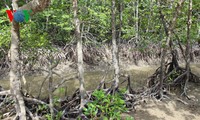 Parlament berät geändertes Gesetz zu Waldschutz und Aufforstung 