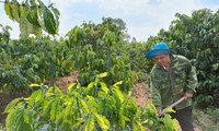 Effektives Programm zur Sozialwirtschaftsentwicklung in Kon Tum