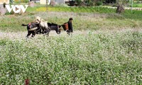 Das Buchweizenblüte-Fest im Kalkplateau Dong Van in der Bergprovinz Ha Giang