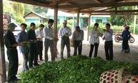 Hiệu quả sau 6 năm triển khai mô hình VietGap