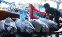 Tiongkok dan Vietnam memperhebat pengembangan perikanan yang berkesinambungan  di Teluk  Bac Bo (atau Teluk Tonkin)