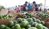 Peluang bagi hasil agribisnis Vietnam di pasar Rusia