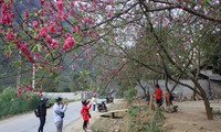 Festival bunga persik di Daerah Dataran Tinggi Karst Dong Van