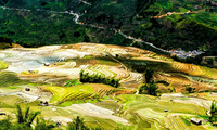 Mengikhtisarkan surat saudara-saudara pendengar dan memperkenalkan sepintas-lintas tentang sawah terasering di Vietnam