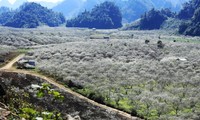 Lembah pohon plum Na Ka – sebuah surga di lereng gunung