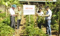 Pengembangan Pohon Herbal Berkelanjutan