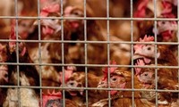 Organisasi Kesehatan Dunia Ingatkan Penularan Virus Flu A (H5N8) dari Ayam ke Manusia