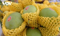 Produksi Buah Mangga Berstandar dan Berkualitas  Global Untuk Diekspor