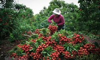 Kementerian Pertanian dan Pengembangan Pedesaan Vietnam: Berinisiatif Siapkan Opsi Pemasaran  Buah Lici