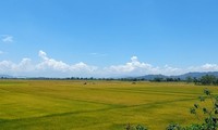 Datang Ke Bumi Gunung Api Krong No, Dak Nong untuk Menikmati Nasi  Khas