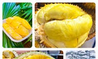 Perkenalkan Festival Durian serta Desa Kerajinan Membuat Benang dan Menenun Kain Sutra di Vietnam