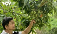 Seorang Petani Laki-Laki Etnis Minoritas Tay dengan Hasrat Memperkaya Diri Di Daerah Perbatasan