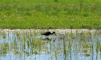  Pembukaan Konferensi ke-14 Semua Pihak Peserta Konvensi Ramsar  tentang Lahan Basah di Tiongkok dan Swiss