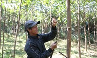 Bapak Ho Phinh, Orang Etnis Ma Lieng Pertama di Kecamatan Lam Hoa yang Mendaftarkan Nama untuk Mengentas dari Kemiskinan