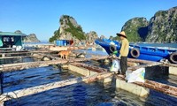 Quang Ninh – Model bagi Pola Akuakultur Laut yang Berkesinambungan