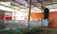 Vo Hoang Vinh – Pemuda yang Memperkaya Diri dari Pola Peternakan Ayam Peru