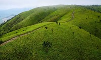 Perkenalkan Padang Rumput Pal Sol 