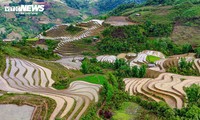 Keindahan Sawah Terasering pada Musim Air Tumpah di Provinsi Lao Cai