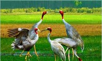 Le retour des grues à tête rouge dans le parc national de Tram Chim