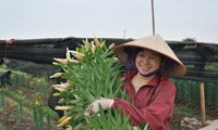 Tay Tuu flower village in Spring 