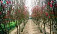 Colorful blossoms bloom in Nhat Tan flower village before Tet