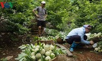 Chi Lang Custard Apple festival kicks off  